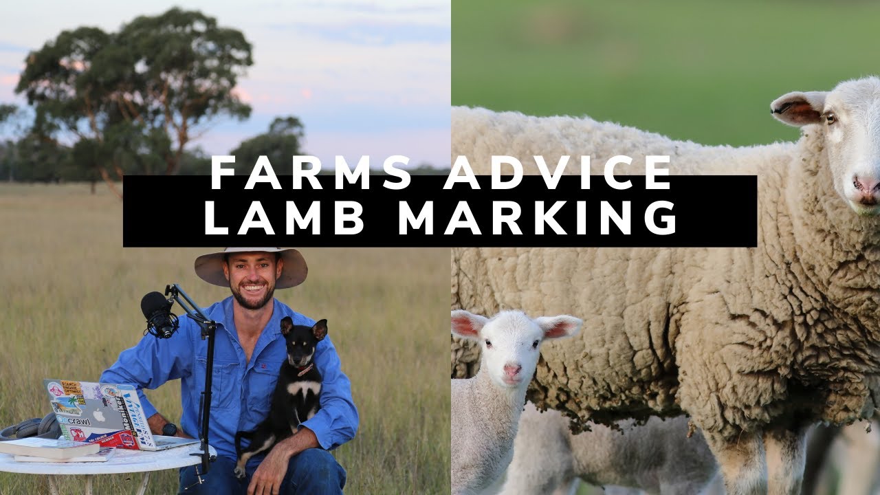 In sheep yards lamb marking | Farms Advice Agribusiness Podcast