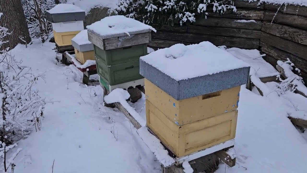 Koll på kuporna mitt i vintern  5 C