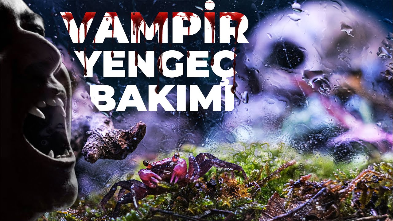 Bu Akvaryum Canlısı Değil..!!! - Vampir Yengeç Bakımı - Geosesarma sp.