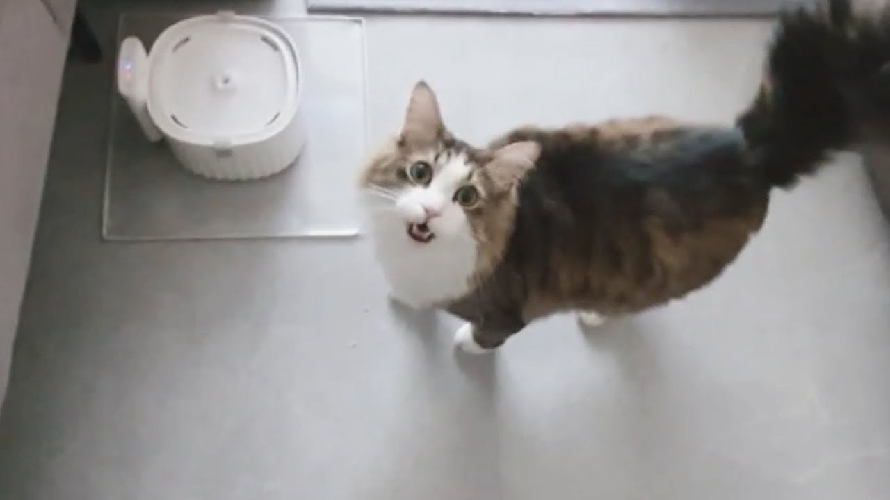 Perfect. The cat is mad at me.
