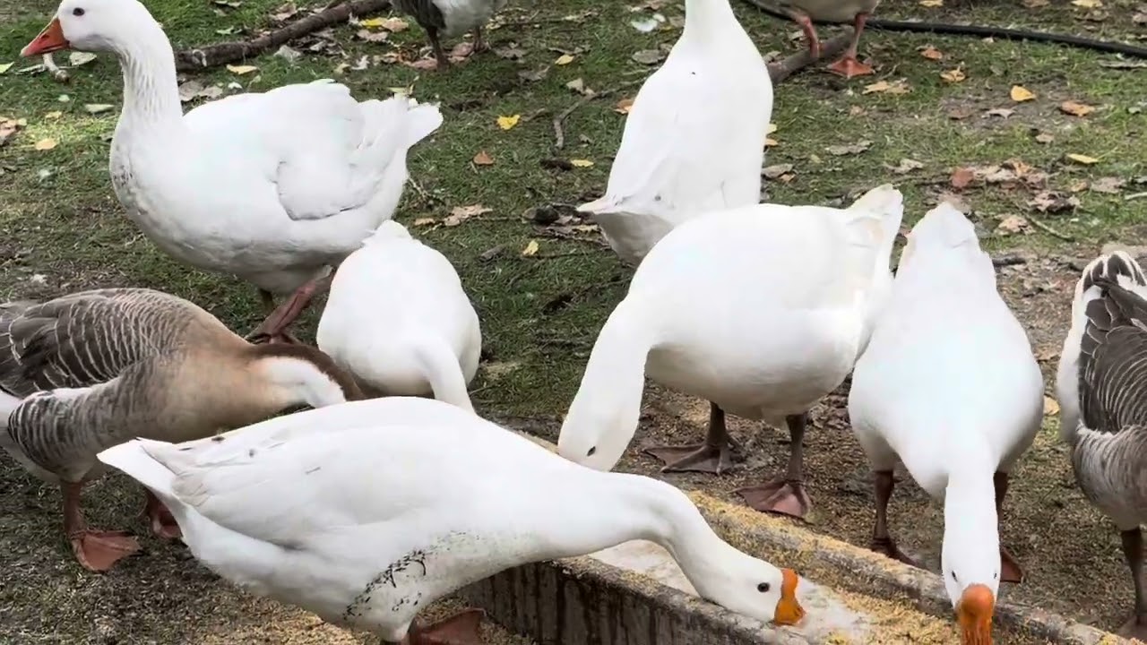 Gathering #goose #farmslife #turkeys
