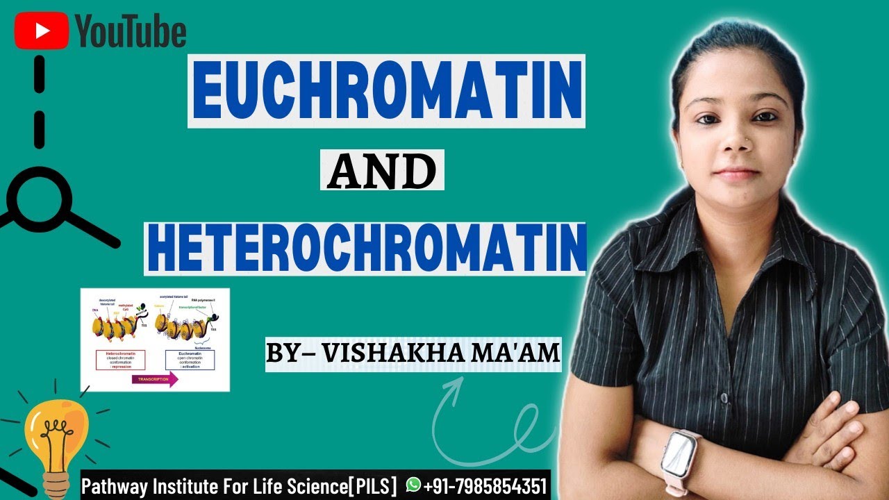 EUCHROMATIN AND HETEROCHROMATIN [ BY– Vishakha Ma'am ] @pathwayinstituteforlifesci7364
