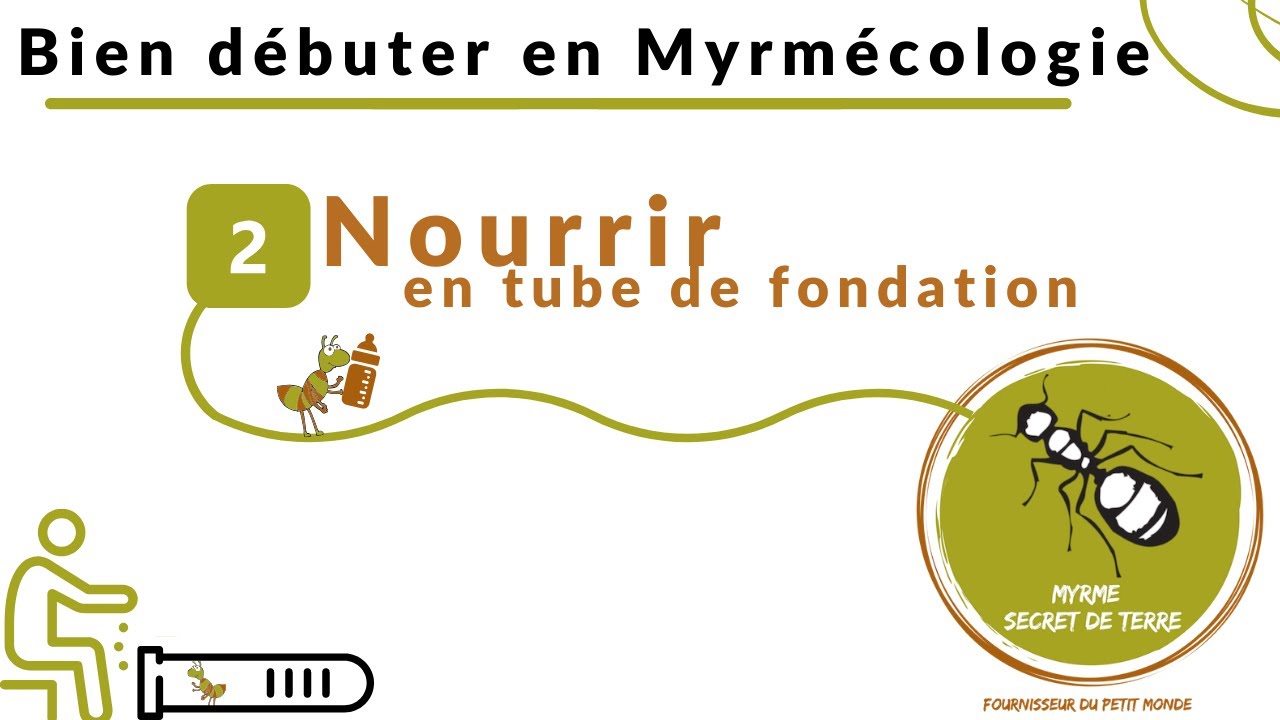 Bien débuter en Myrmécologie - 02 nourrir en tube de fondation