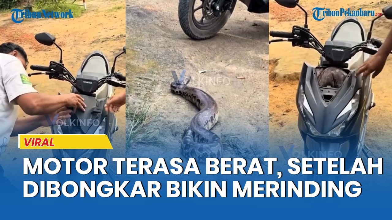 Kaget, Seorang Pria Ngeluh, Motor Terasa Berat Saat Dikendarai, Setelah Dibongkar Ternyata Ada Ular