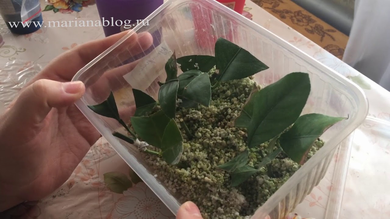 Прививка + Укоренение. Укоренение лимонов и апельсина в перлите / Цитрусовый Рай МариАны