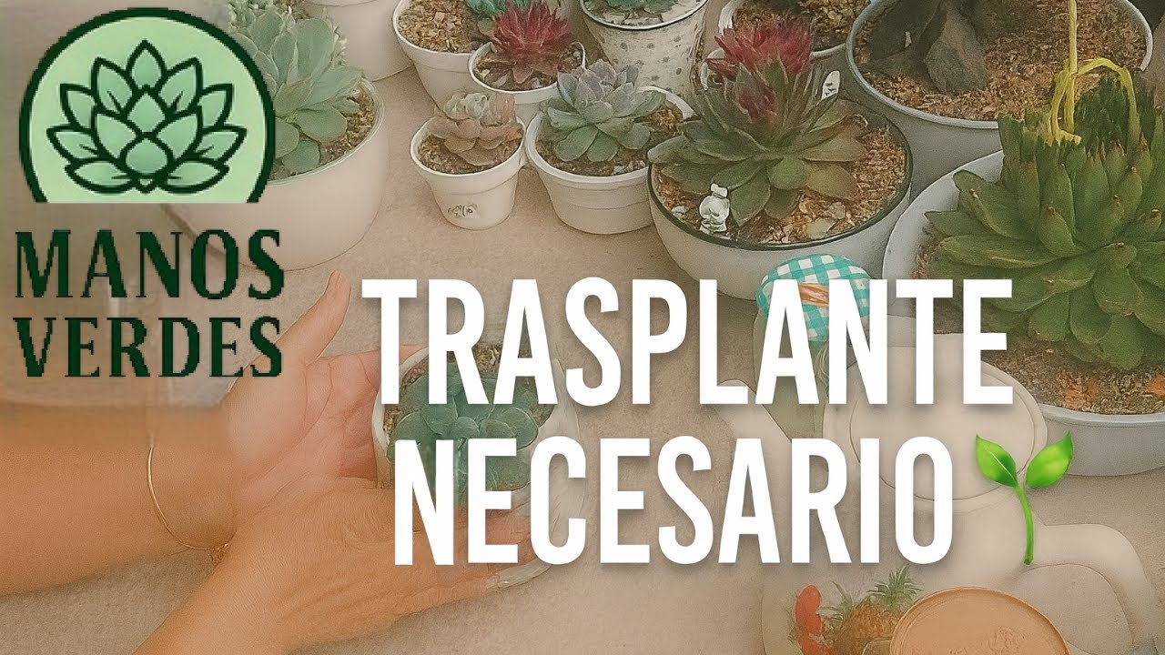 Cómo TRASPLANTAR Suculentas a Maceta Más Grande 🌵 Paso a Paso