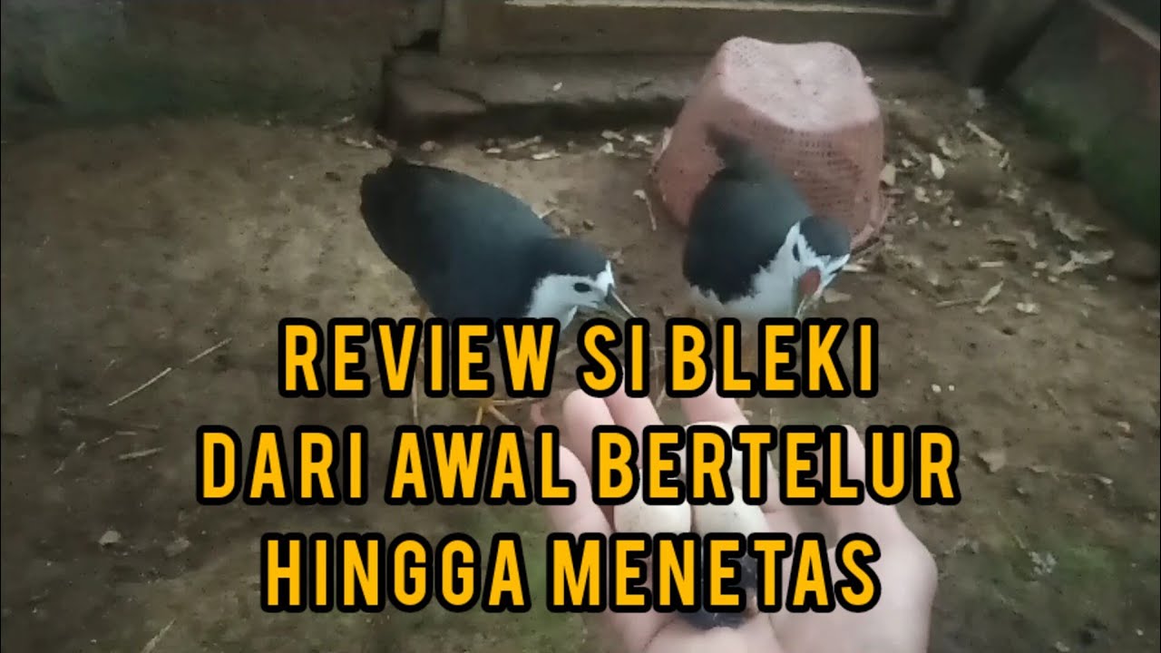 REVIEW SI BLEKI DARI BERTELUR HINGGA MENETAS