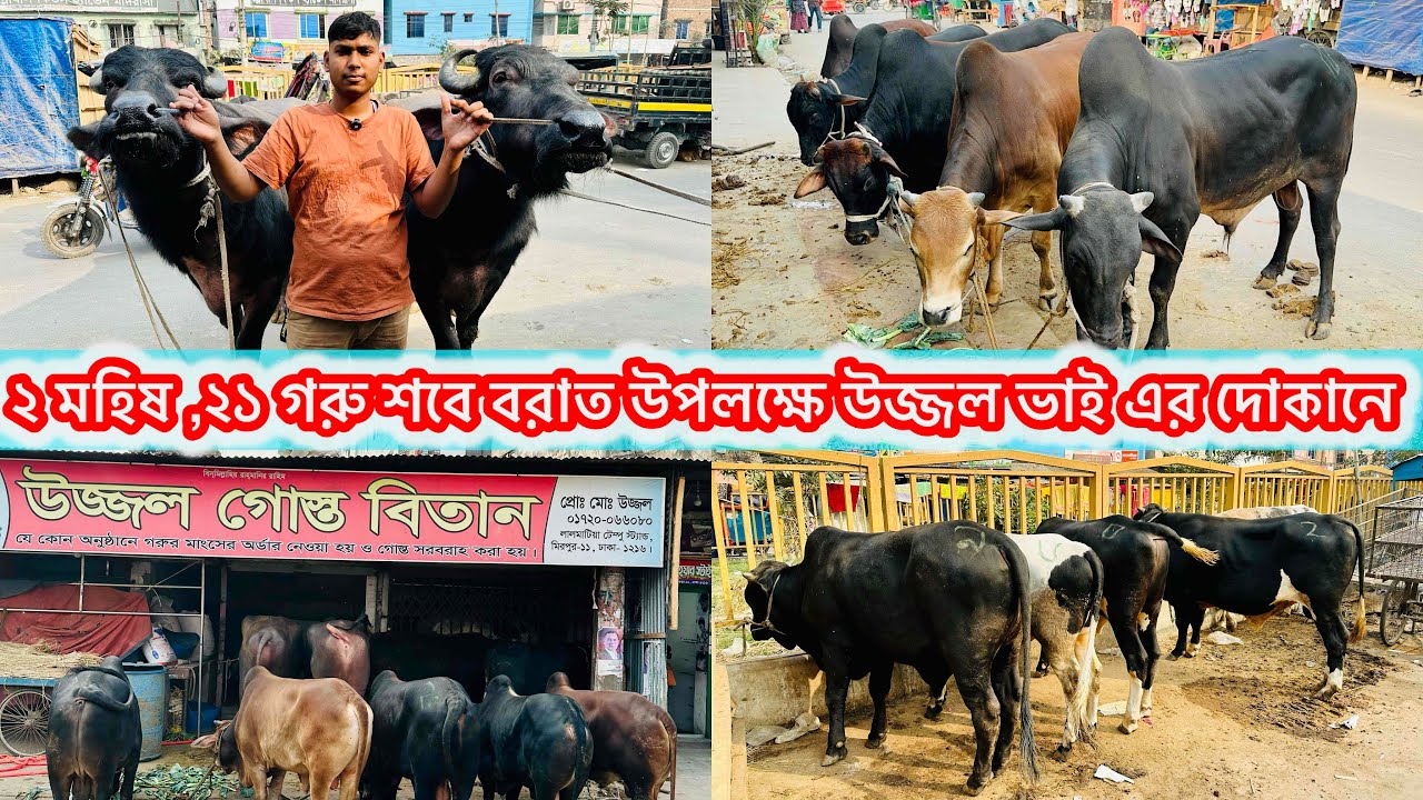 ২ মহিষ ,২১ গরু শবে বরাত উপলক্ষে উজ্জল ভাই এর দোকানে #ujjolkoshai  #beef #buffalomeat #shobeborat 