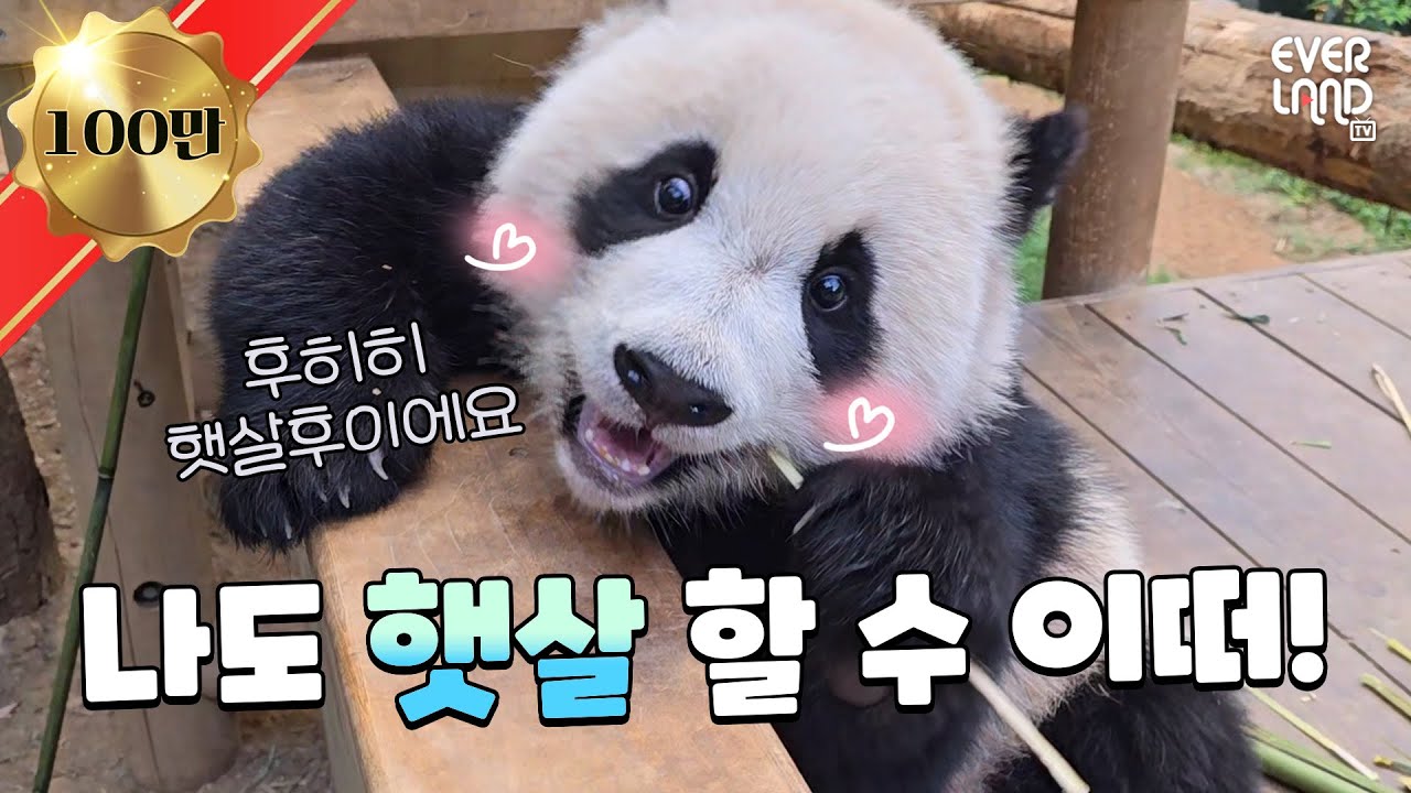 [ENG]언니처럼 되고픈 후이곰쥬의 외침🌞 feat.찐햇살루이｜#판다와쏭 #155 #아이러푸루후