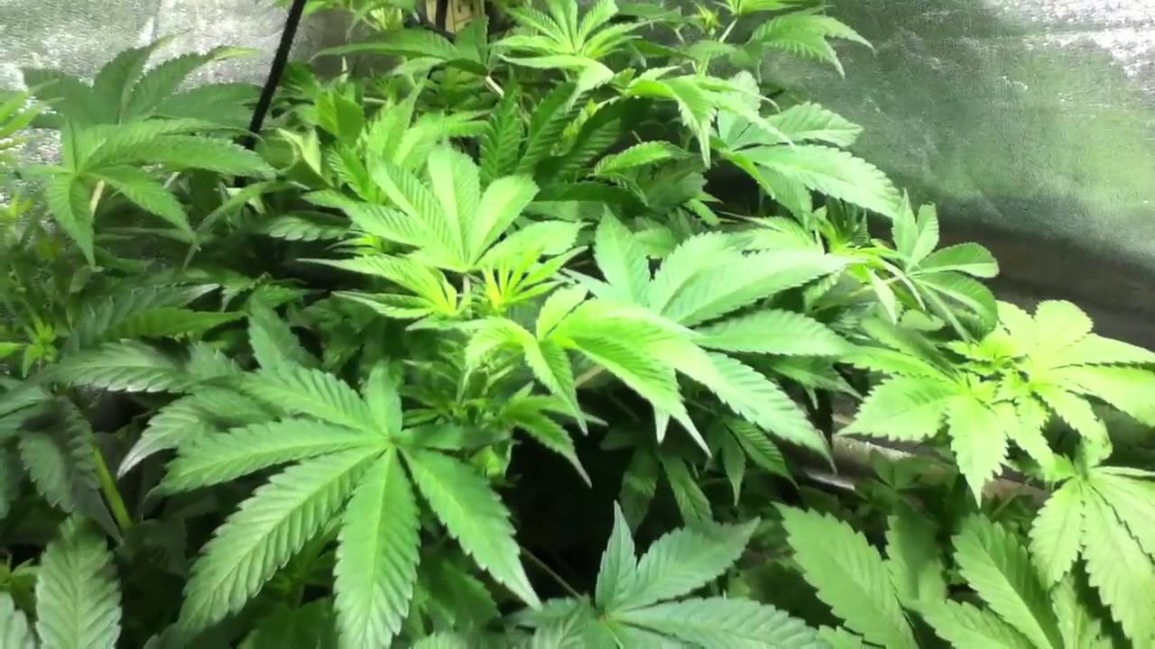 Feminized Seed Plants
