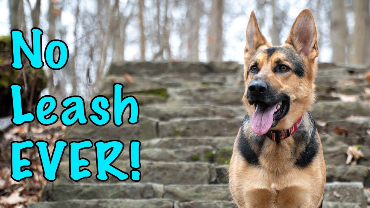 German Shepherds Meet Friend and Give Away Merch!