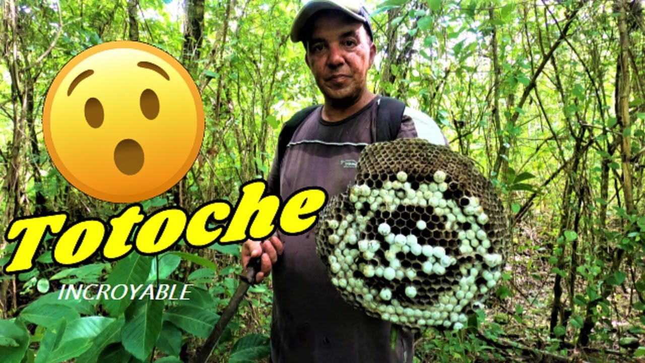 Gros Nids Guêpes Piqûre Pour une Grosse Friture 974 Réunion #fishing974