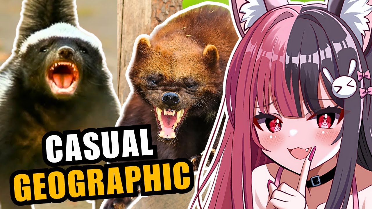 Wolverine vs Honey Badger: The ULTIMATE Showdown | Casual Geographic Reaction