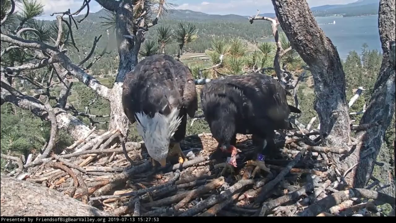 Big Bear Eagles * ABSOLUTELY PRECIOUS!!! * Mom Shares Fish w Simba * Simba Gives Mom Surprise Gift *