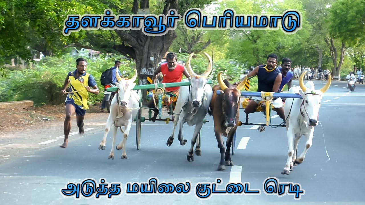 தளக்காவூர் பெரியமாடு || 04.06.2022 || V Photography