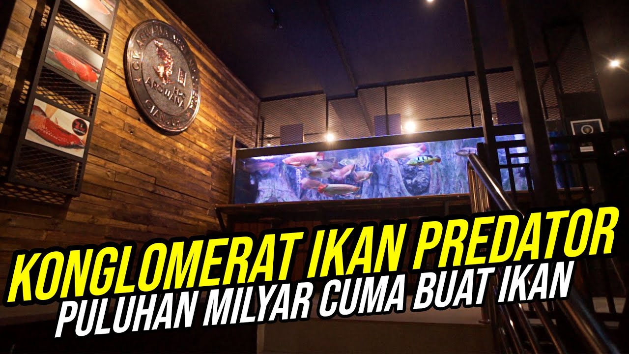 RAJANYA SULTAN!!! - HABISKAN PULUHAN MILYAR UNTUK IKAN PREDATOR!!!