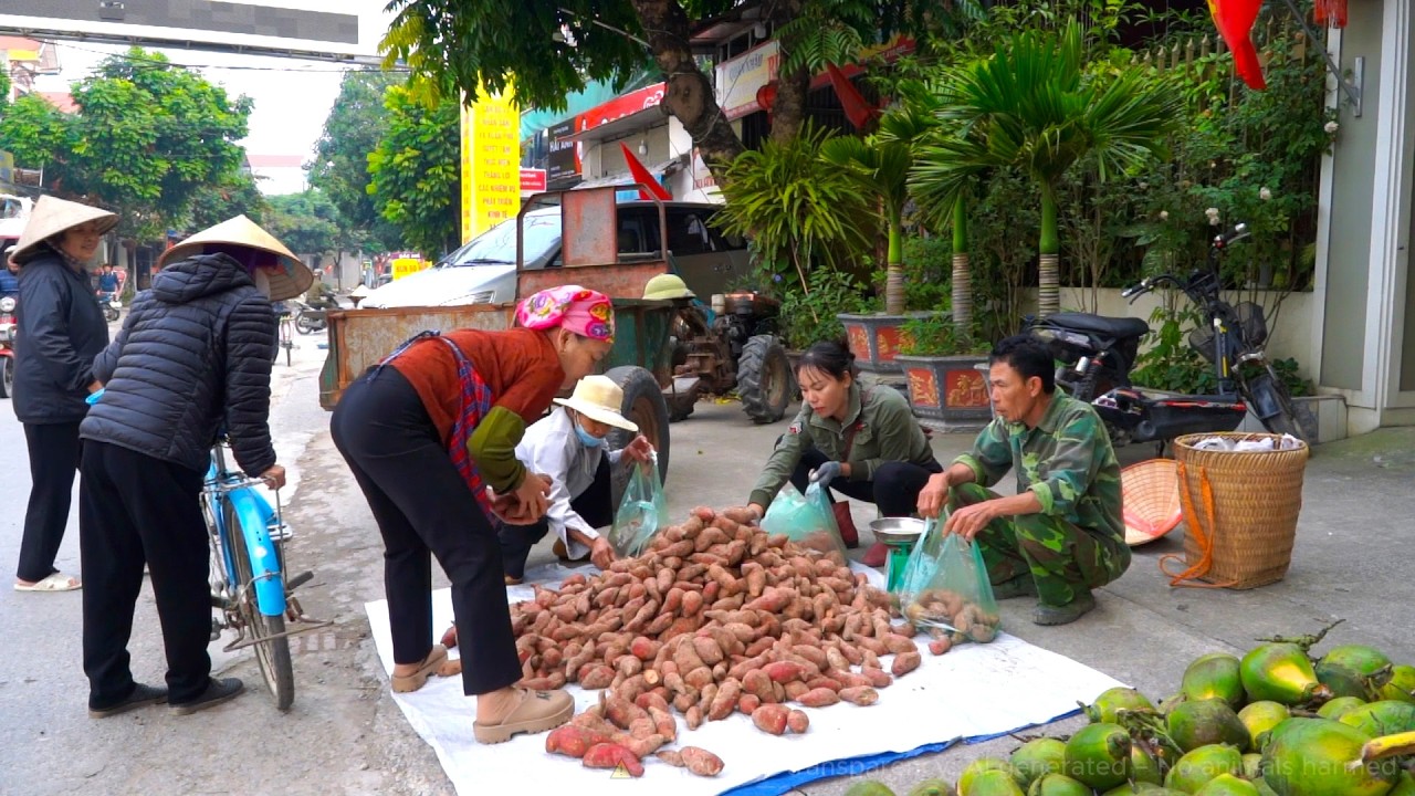 Harvesting Many Male Purple Sweet Potato-Use Tractor to Transport Ducks & Goes To Market Sell