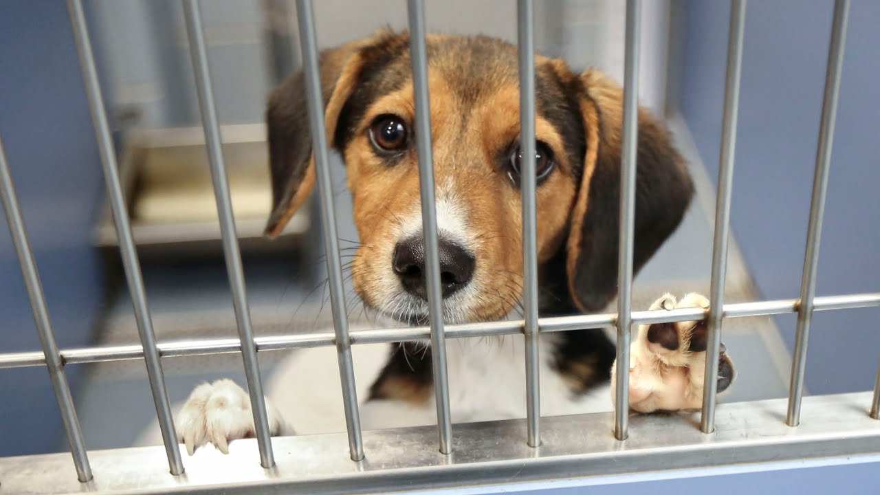 🐕МЫ НУЖНЫ ИМ! История спасения собачки по имени Годжи! Как бы я хотела оставить её себе🫶 #pets #dogs