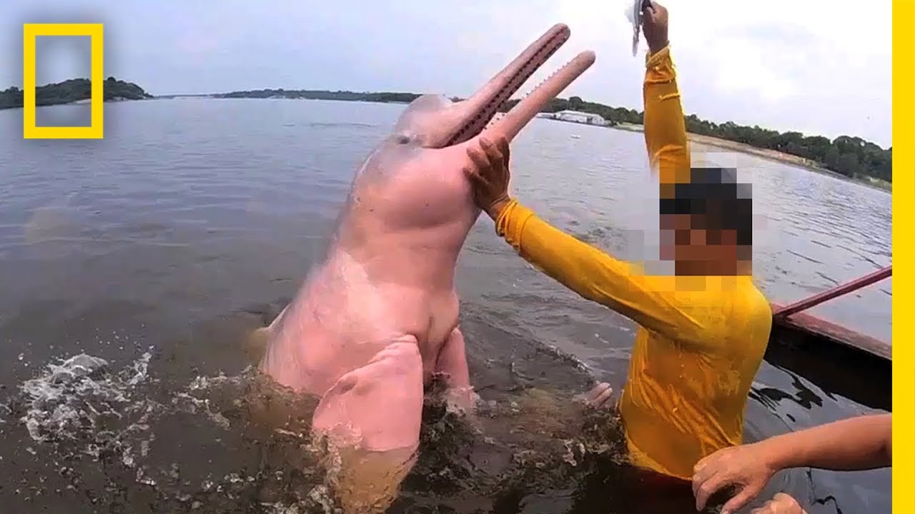 When Wildlife Tourism Hurts Animals | National Geographic