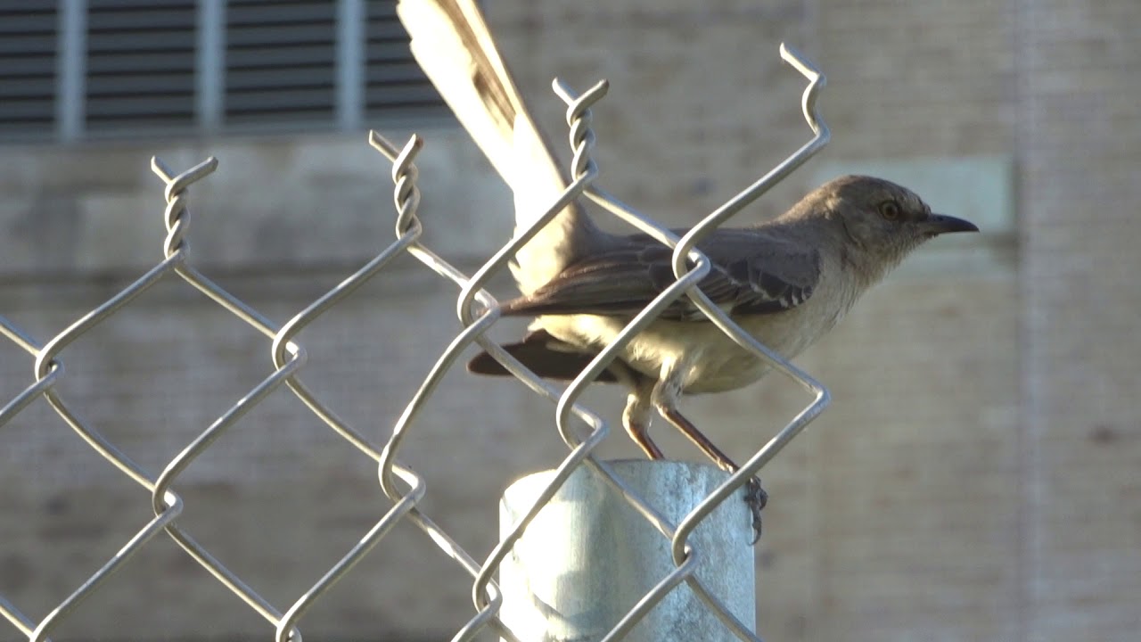 Northern Mockingbird's call