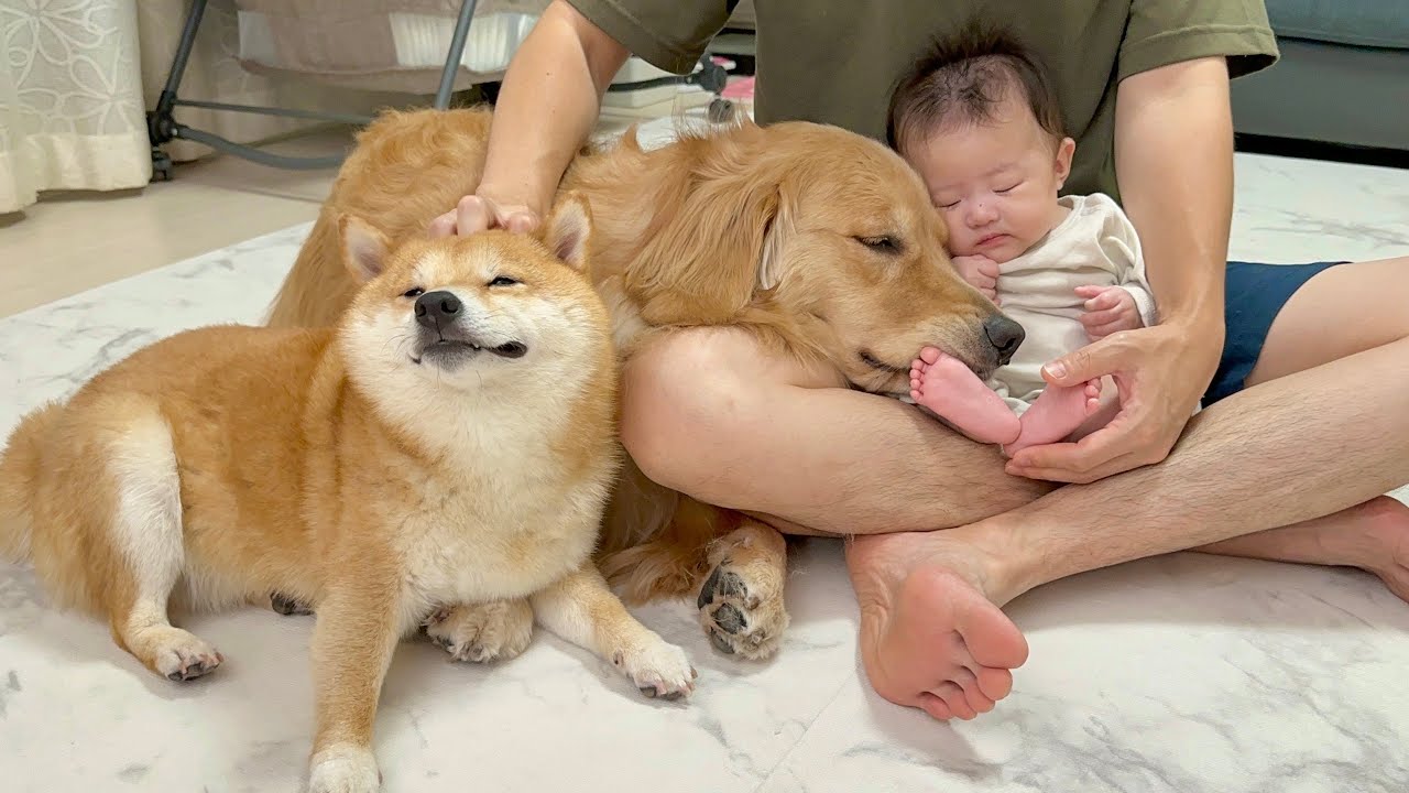 遊び疲れてパパと赤ちゃんのもとへ集まり体を癒そうとする豆柴とゴールデンレトリバー