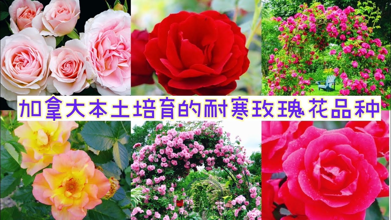 加拿大本土的耐寒玫瑰。【莎拉养花】