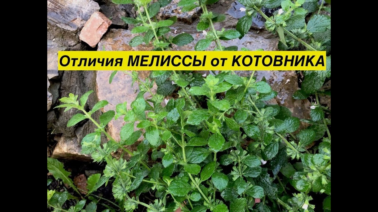 Показываю отличия МЕЛИССЫ от КОТОВНИКА