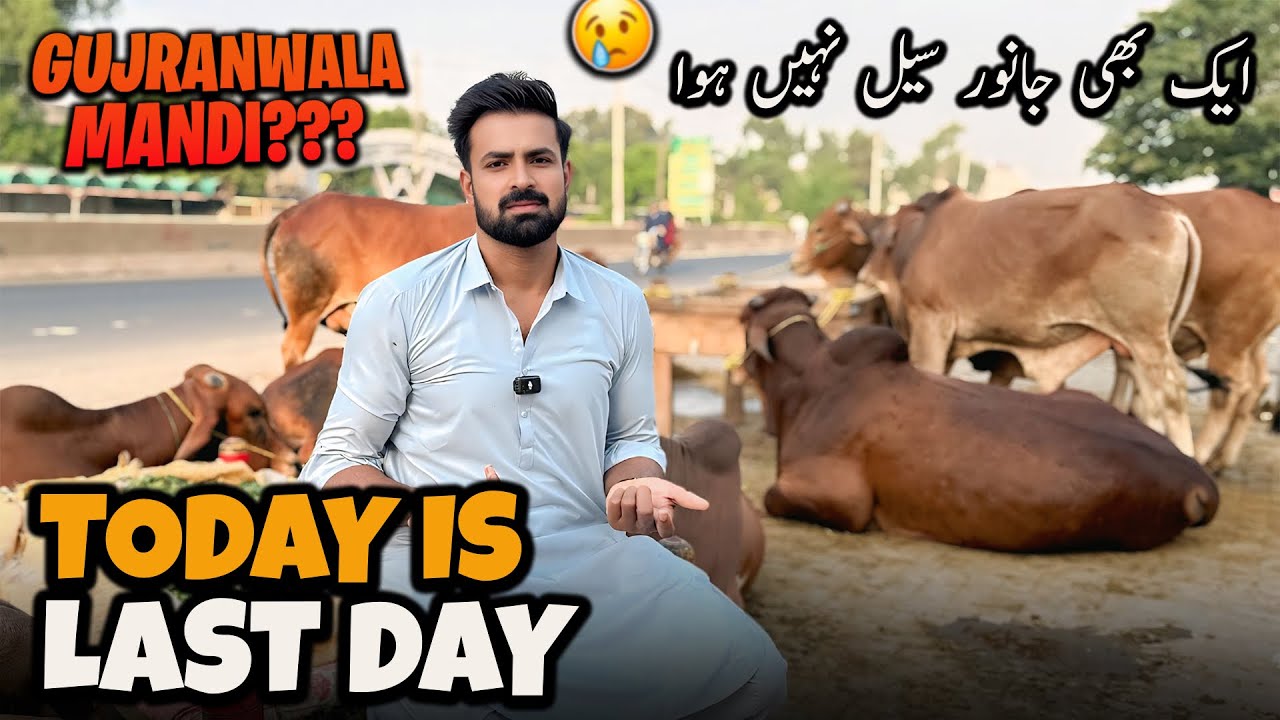 Mandi K Halaat Bohat Kharaab Hain Aj Last Day  ابھی تک ایک بھی جانور سیل نہیں ہوا اور آج اخری دن ہے