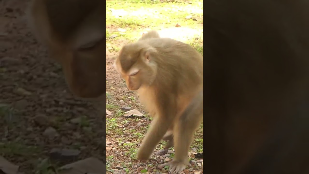 09-09-24 #babymonkey #adorablebabymonkey #lovelybabymonkey