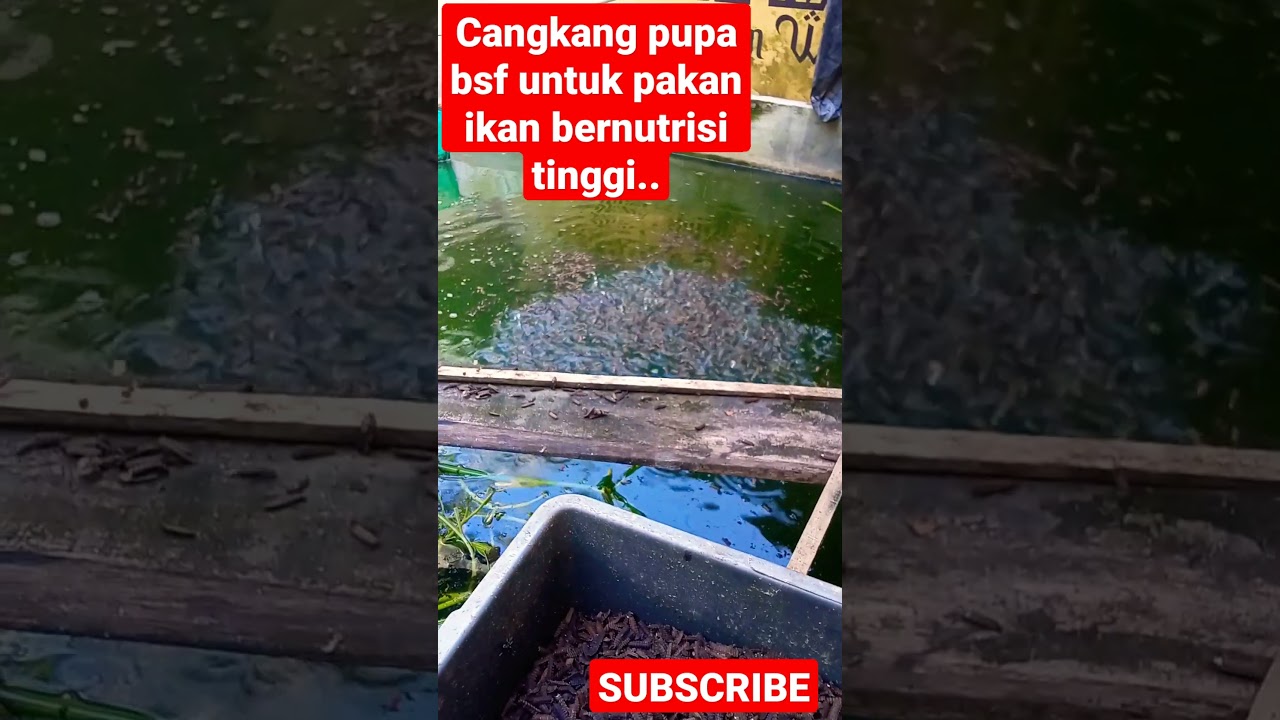 CANGKANG PUPA BSF UNTUK PAKAN IKAN BERNUTRISI TINGGI..
