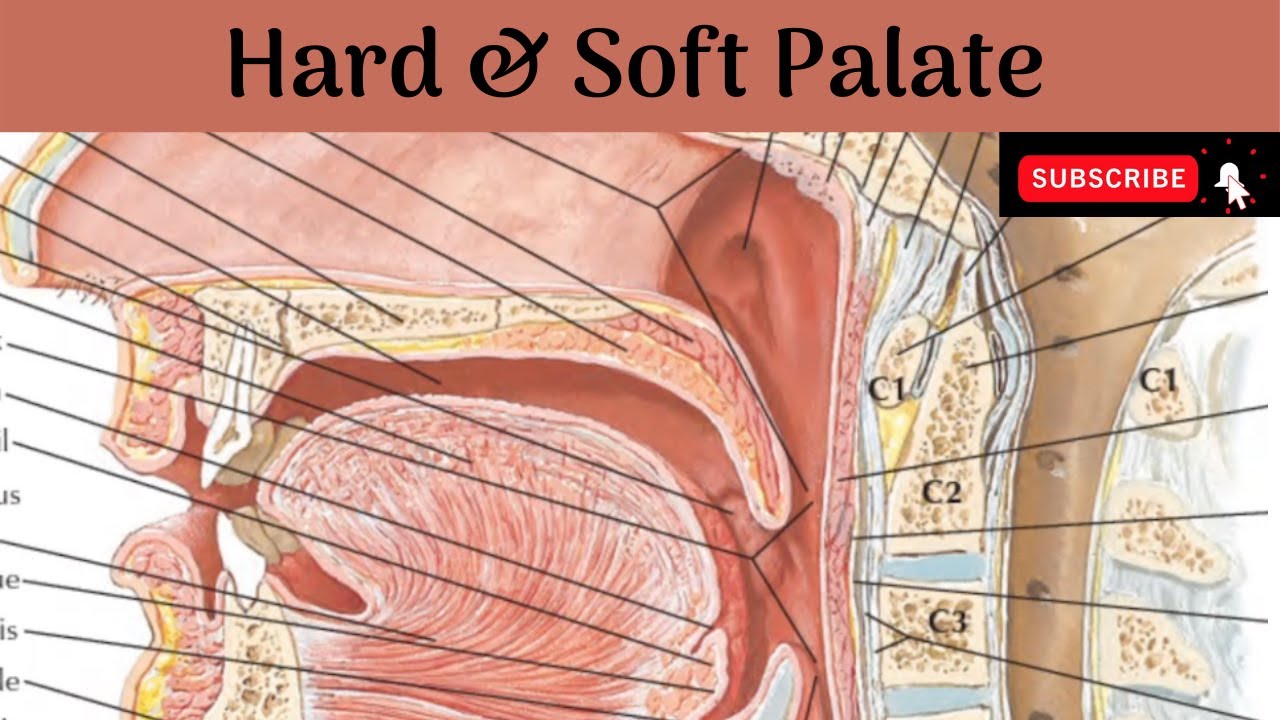Hard Palate | Soft Palate | Palatine Muscles, Blood & Nerve Supply | Development