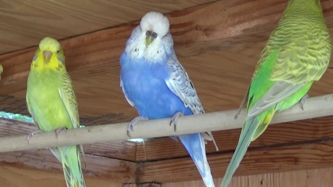 #2 Summer 2019- making a rainbow budgie