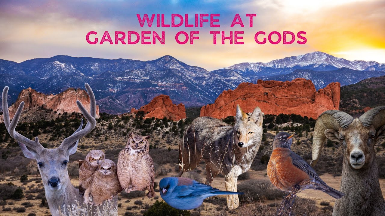 Wildlife Viewing at Garden of the Gods, CO