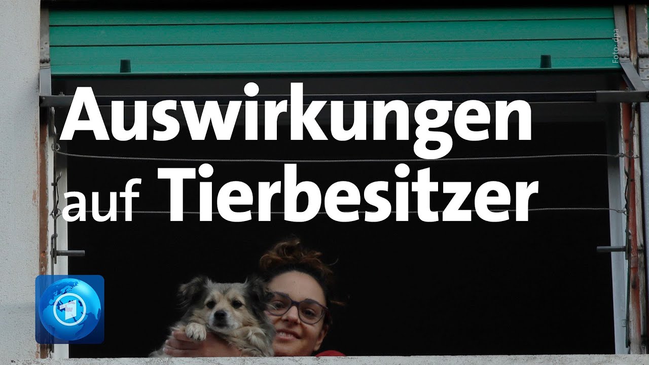Corona-Virus: Können sich auch Hunde und Katzen anstecken?