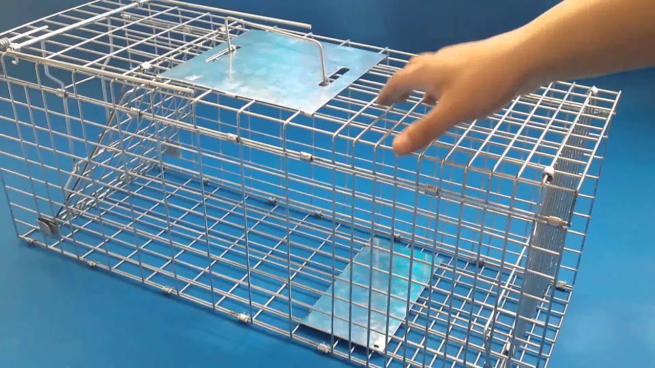 как сделать ловушку для животных