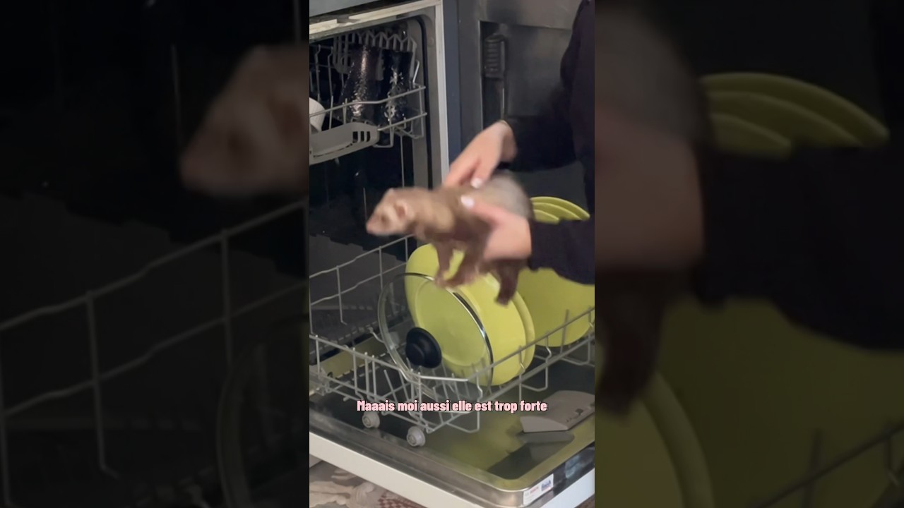 Pas facile avec ces 2 d&eacute;mons 🤣🫶🏻 #furet #ferret #ferrets #furets #funnyvideos #funnyshorts #funny