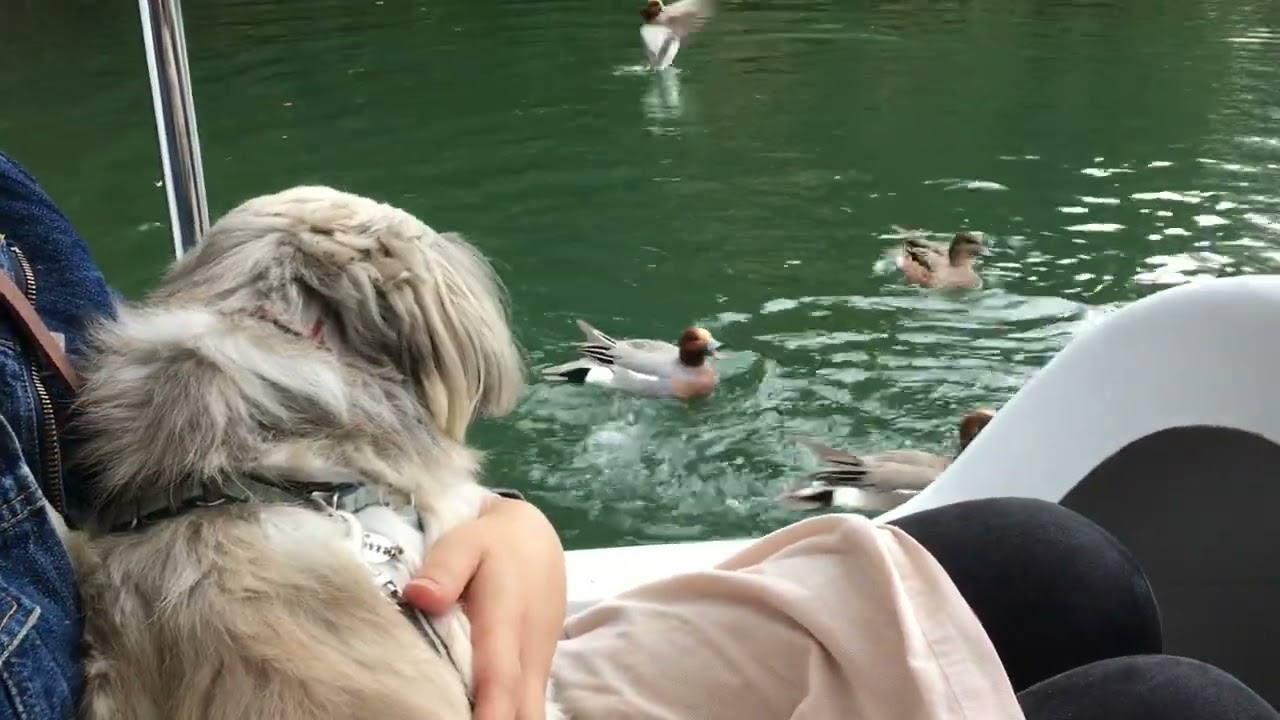鴨と犬 #シーズー #shihtzu #犬