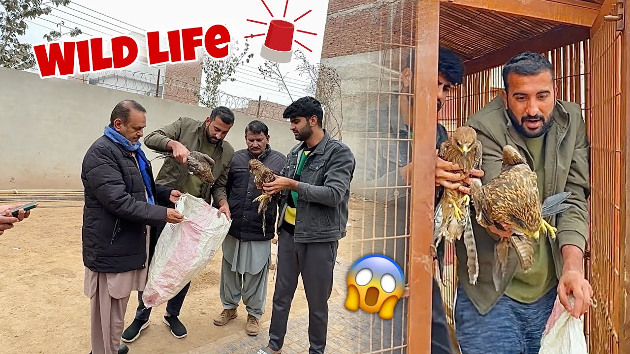 Hmare Eagles Ko Wild Life Waly Le Gaiy😢