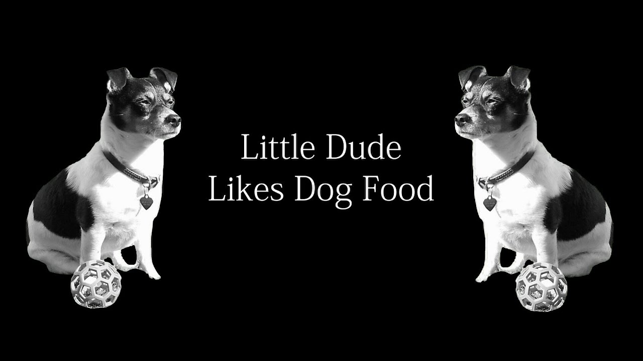 Little Dude Likes Dog Food - The Dale Stewart Trio