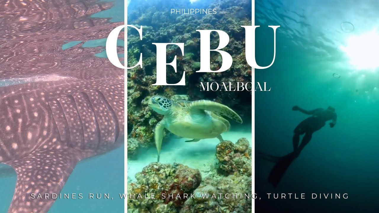 Moalboal, CEBU 🇵🇭 | turtles, whale sharks & cliff diving