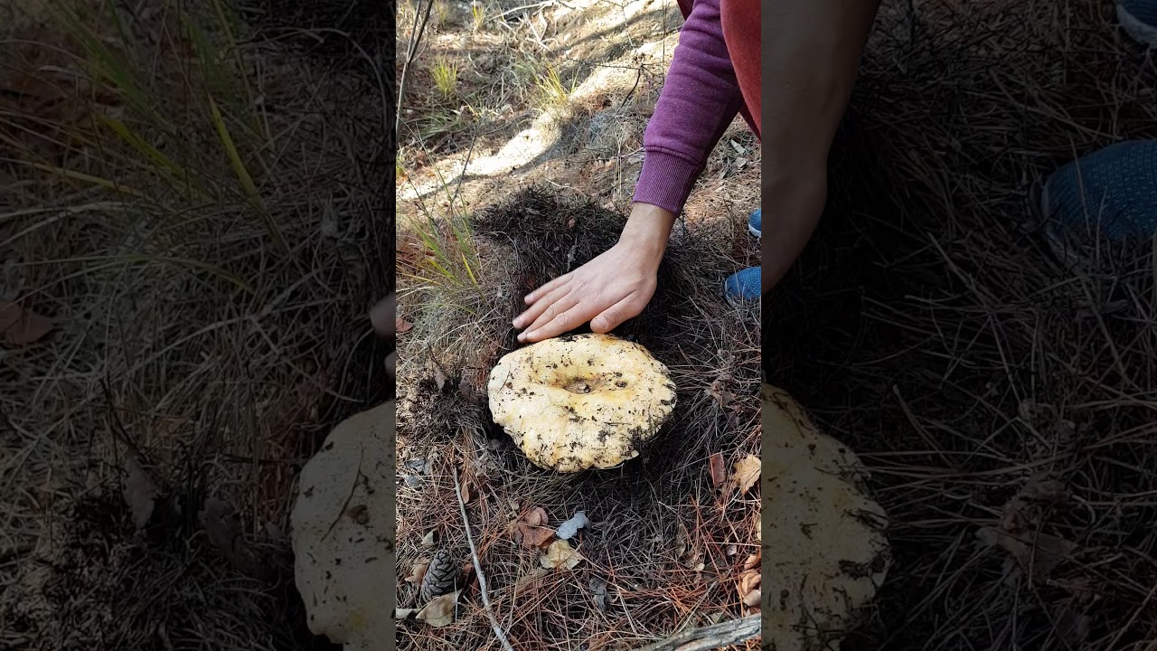 Kanlıca Mantarı,&Ccedil;ıntar,Melki 🍄#shorts