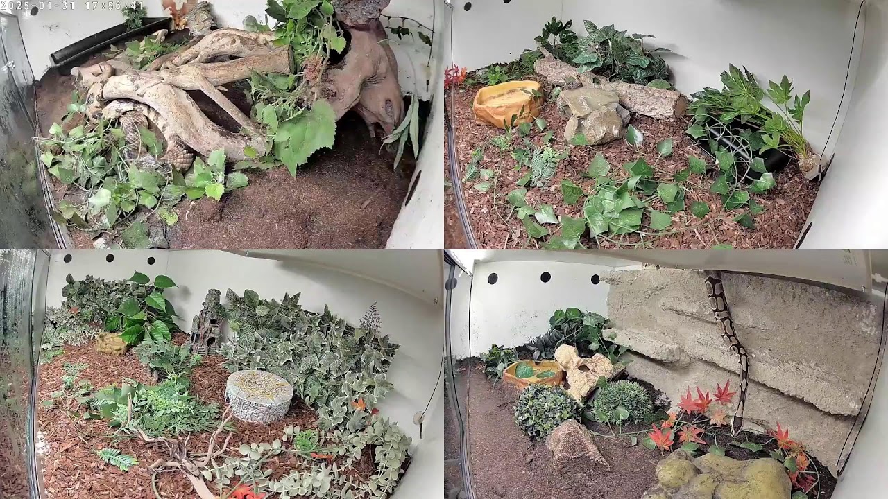 🐍 Live Snake Enclosure Cam | False Water Cobra, Cornsnakes & Ball Python | 24/7 Stream