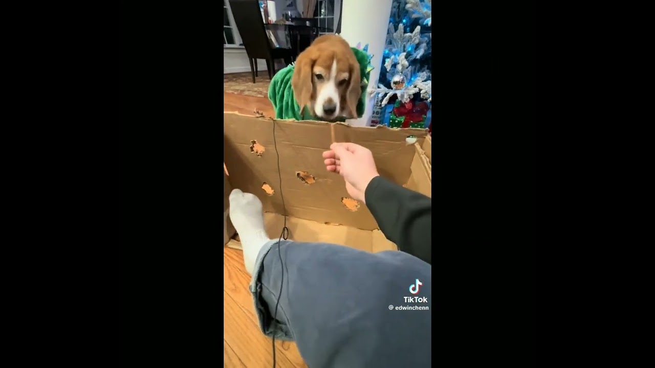 Try not to laugh (1) 