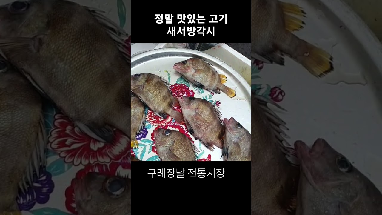 정말 맛있는 생선 새서방고기 #군평선이 #금풍생이 #구례장날
