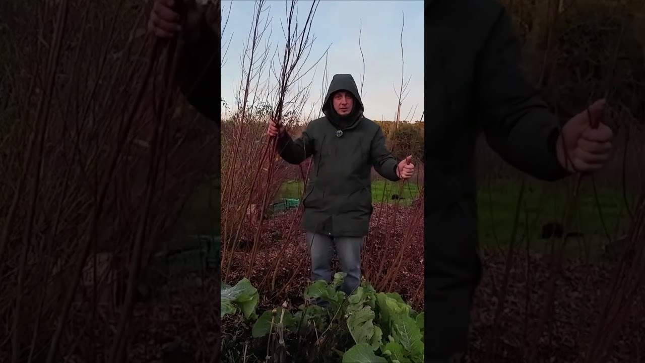 Productive Winter Garden – Kale Artichokes Willow short