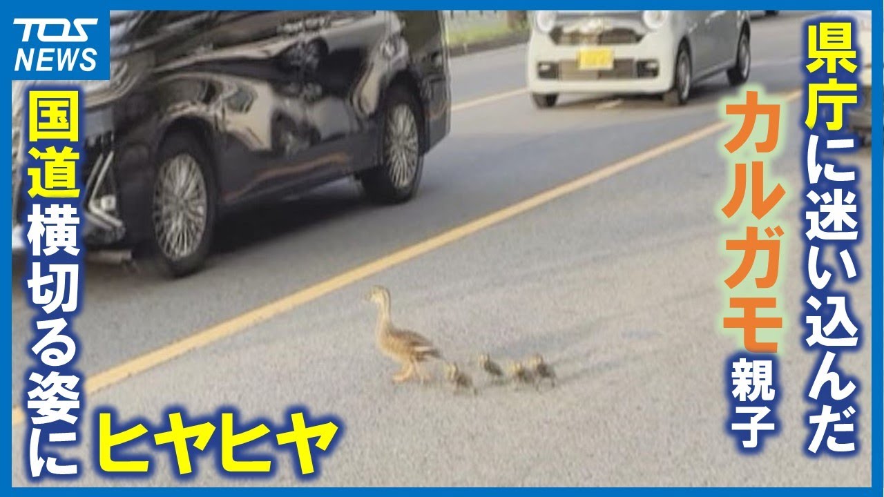 県庁に意外な来客「カルガモ親子」交通量の多い国道を横切る姿にヒヤヒヤ！公園に戻るまでを密着　大分