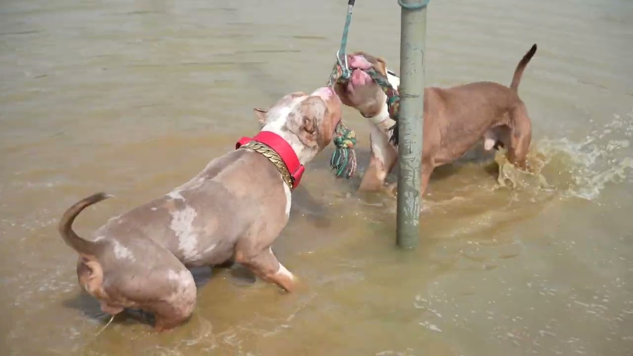 Strength & Endurance Workouts for Dogs