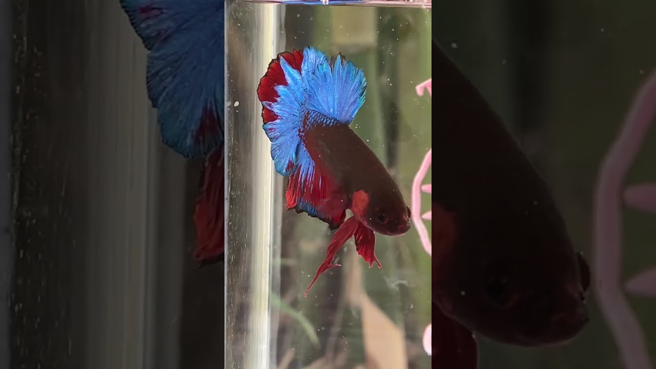 #bettafish