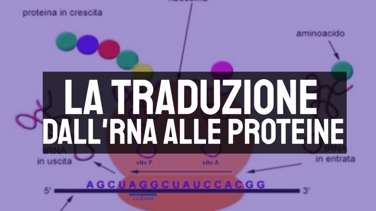 La traduzione: dall'RNA alle proteine 🧬