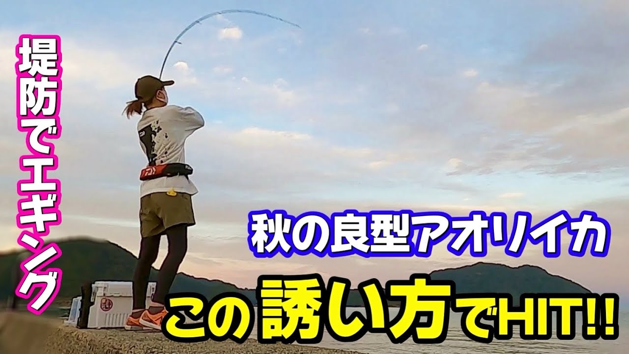 【エギング】秋の良型アオリイカ この誘い方で釣れました♪